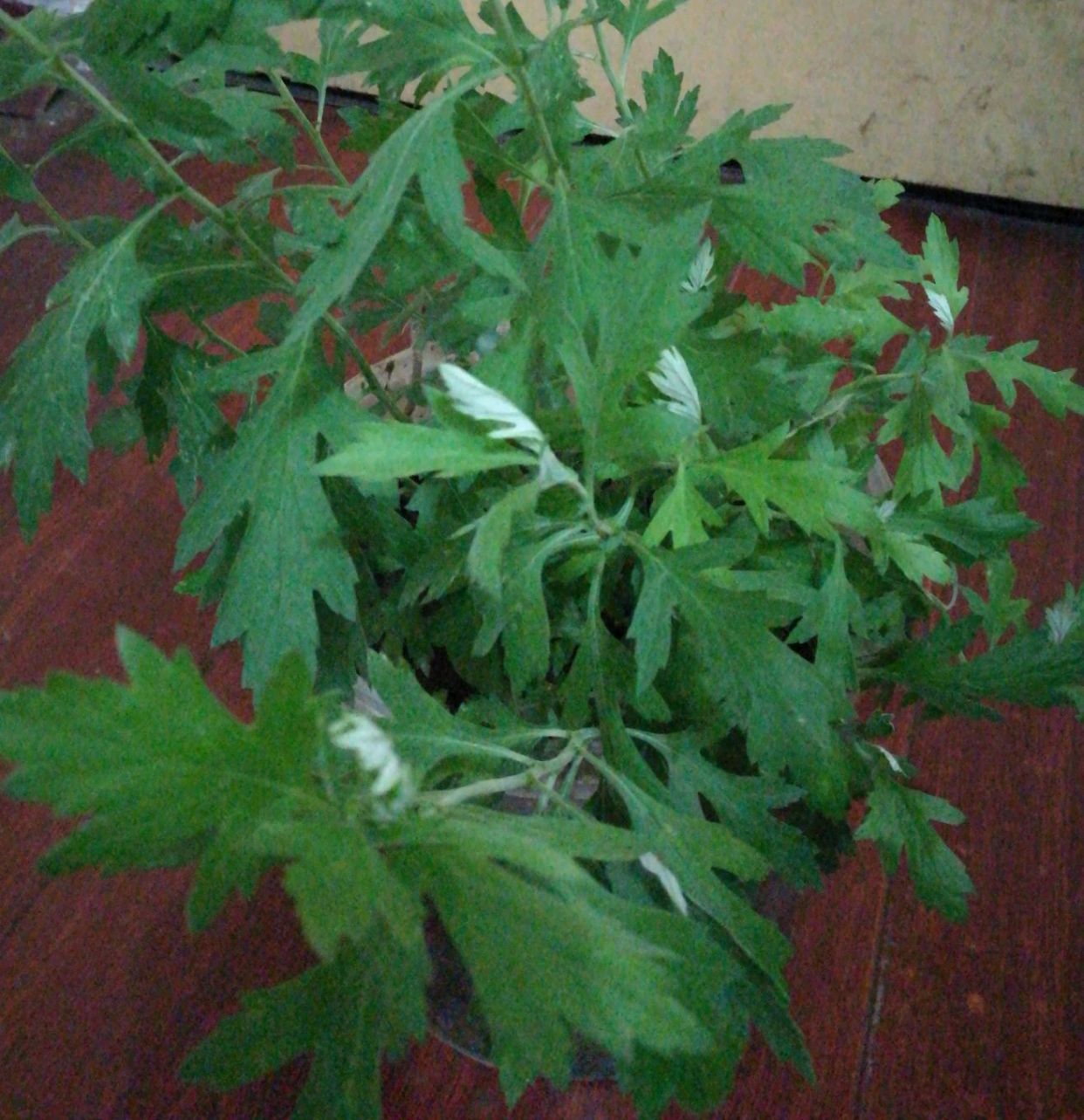 我种的艾草一年发两次芽,你见过吗