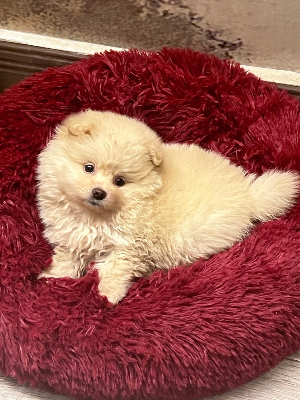 博美的小时候,真是萌萌哒![嘻嘻]#狗狗