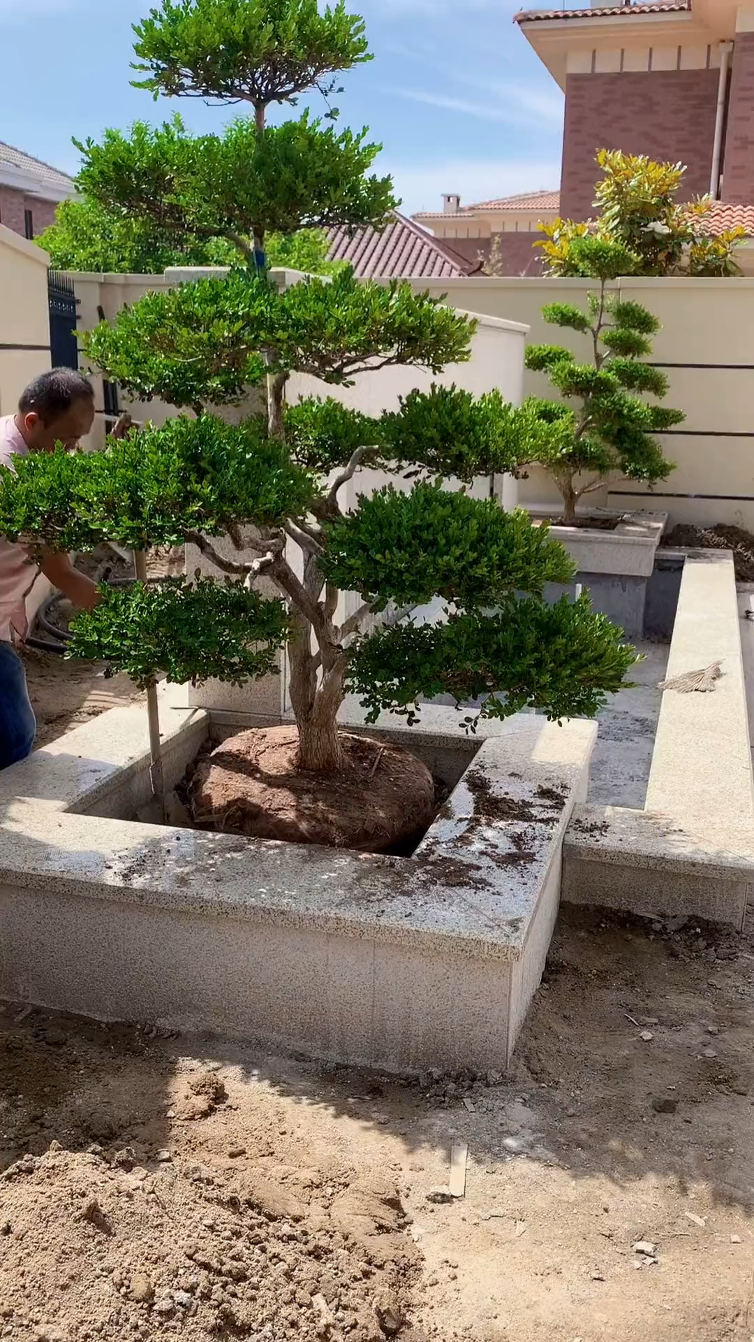 瓜子黄杨造型树家有黄杨世代栋梁耐寒耐旱南北方都可以栽植