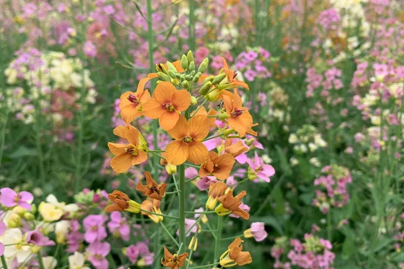 成都独有的彩色油花,进入最佳赏花期,超级适合周末游