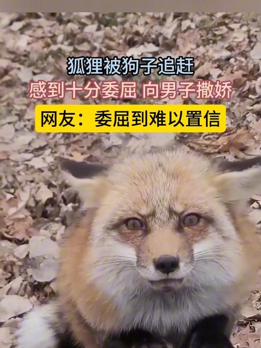 狐狸被狗子追赶,感到十分委屈 向男子撒娇