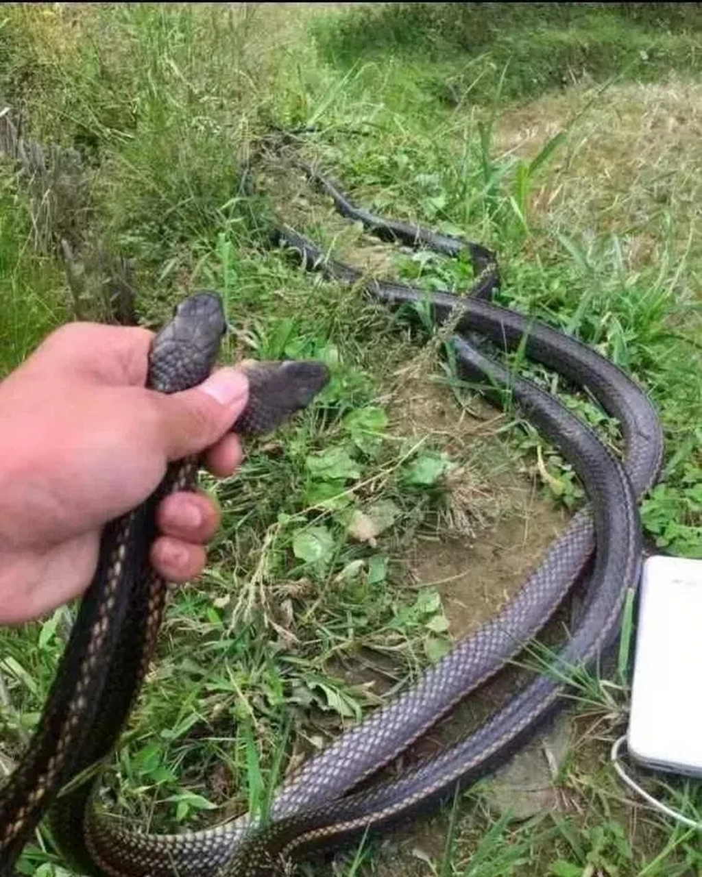 徒手抓两条大辣条,现在该怎么拿开?#蛇# #我要上热门