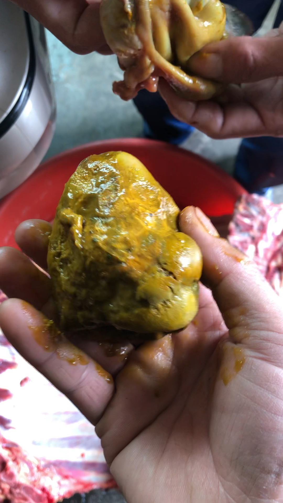 天然的牛黄有些人杀了一辈子牛都可能遇不上一个