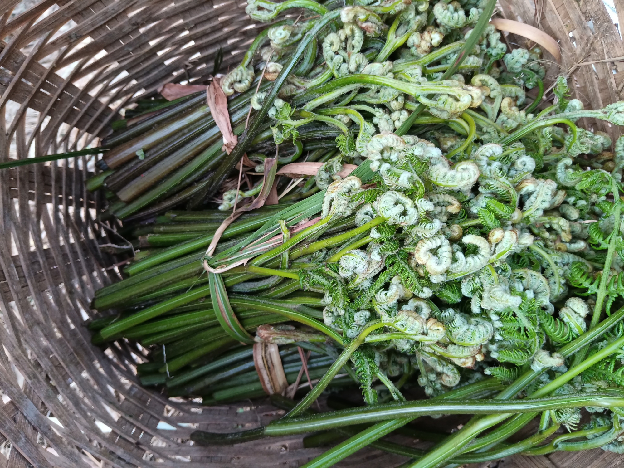 野生蕨菜长出来了,很多人都不愿意吃,你爱吃吗?