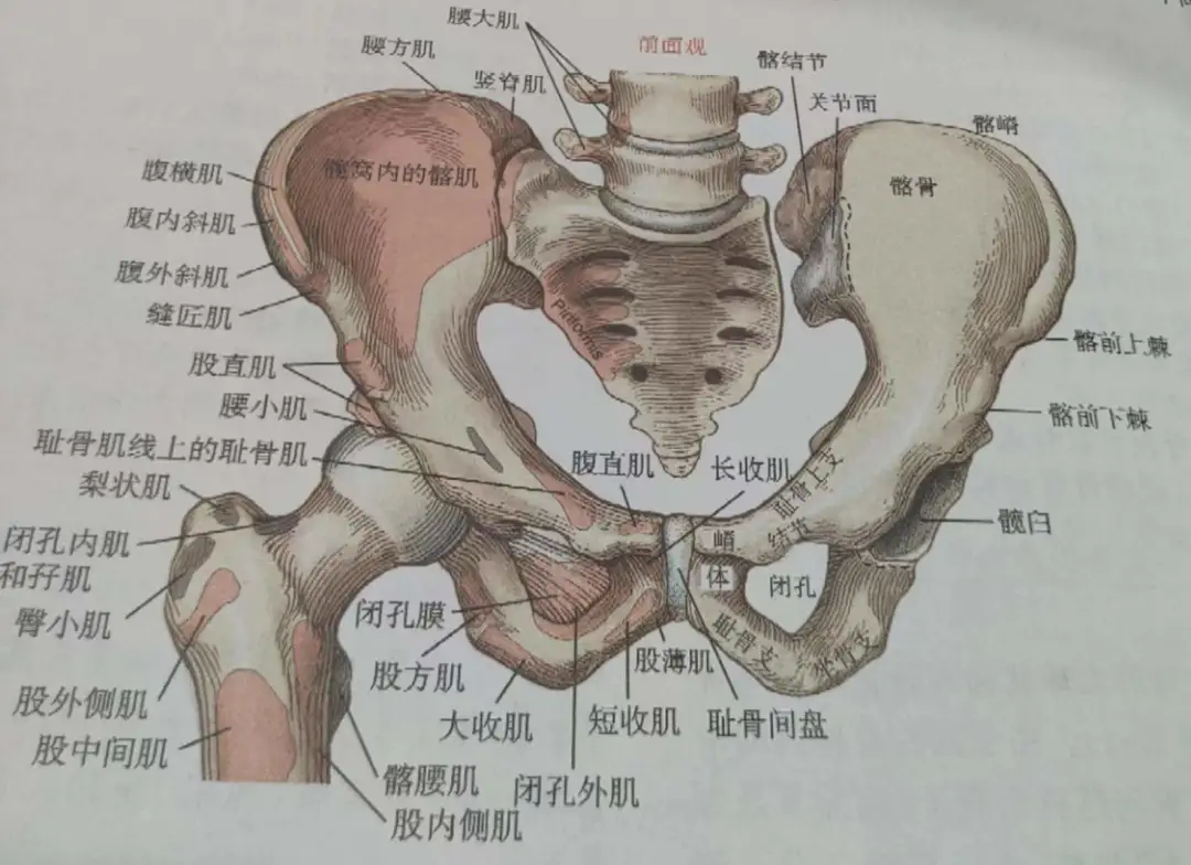 股骨前倾角图示图片
