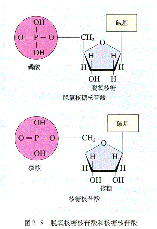 五碳糖的结构图图片