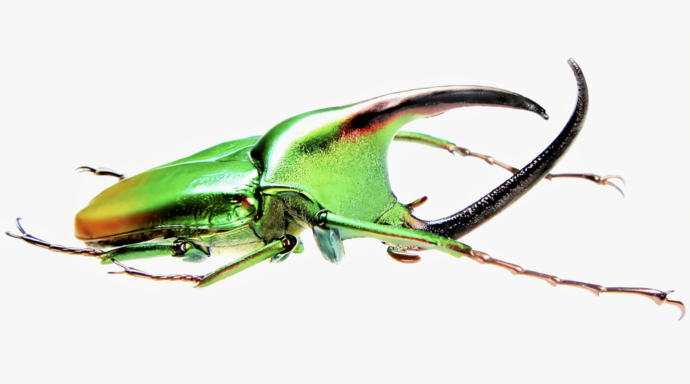 它是本属中体型最大的物种,其外形相当"酷炫",成虫体长3-6厘米,体色