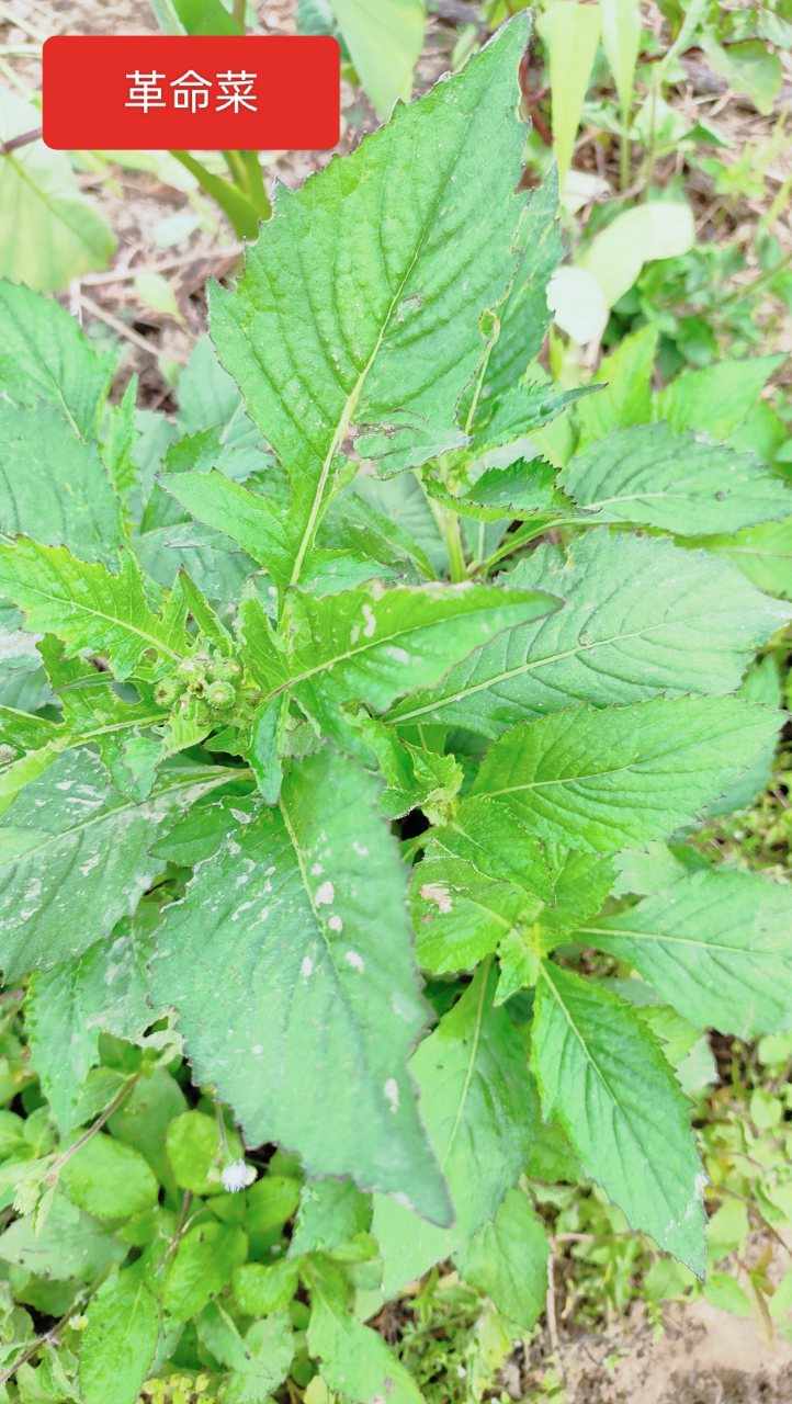 圖一為革命菜,涼性,清熱利溼.氽水後炒或涼拌.圖2是山葡萄.