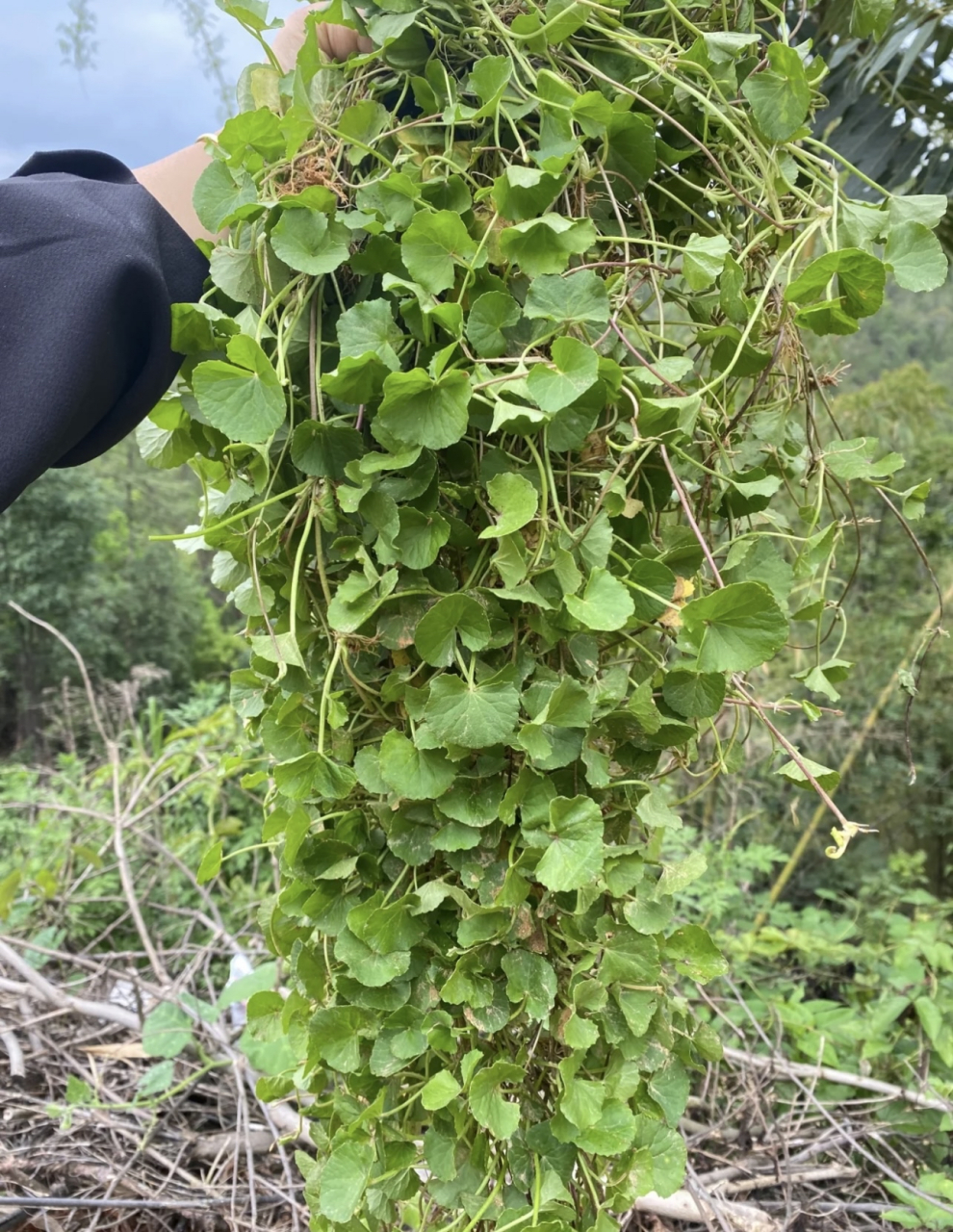 看似不起眼的雷公根 煲汤煮水喝很管用!