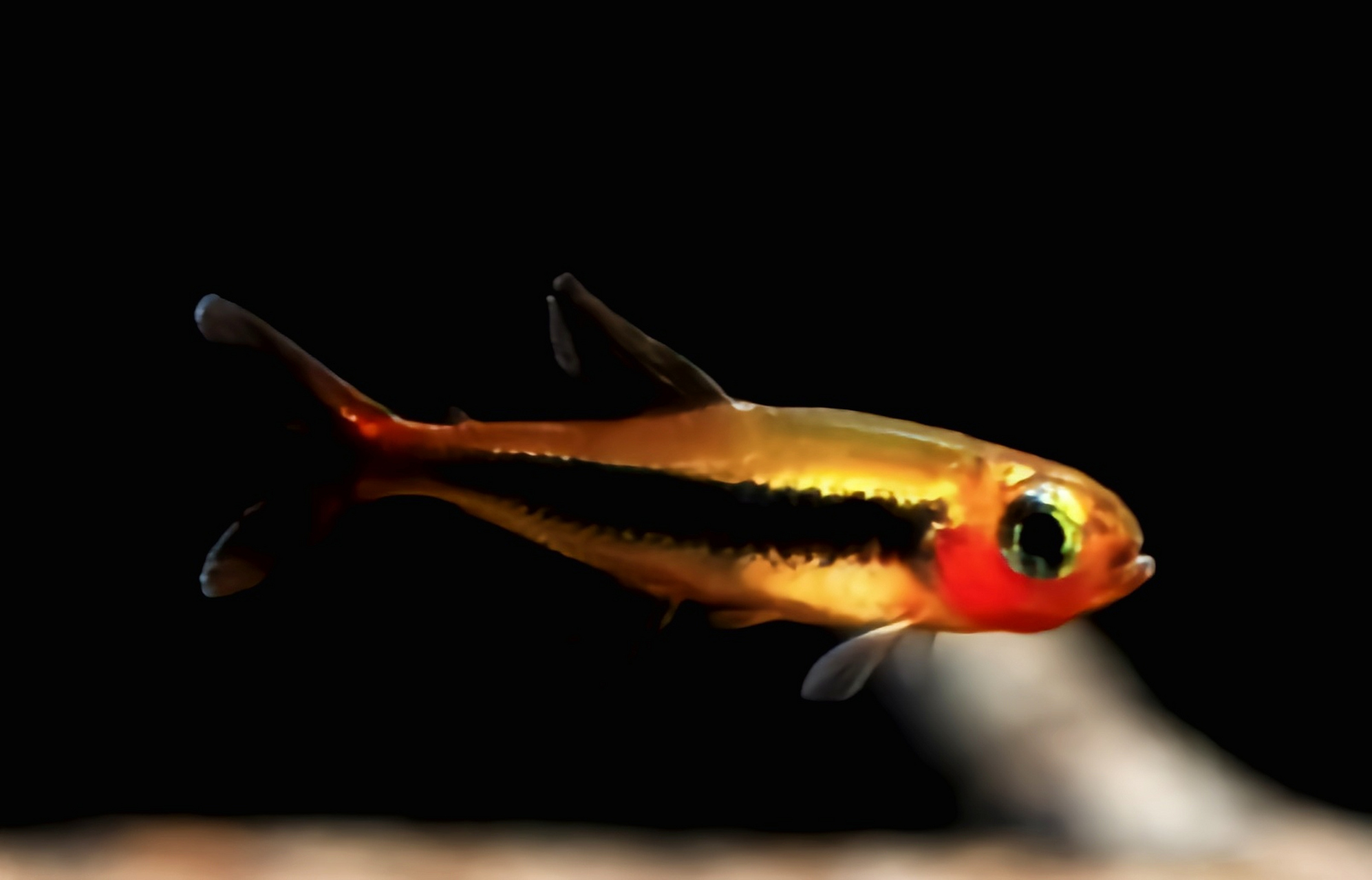 每天认识一种动物——图卡诺火灵灯鱼 图卡诺火灵