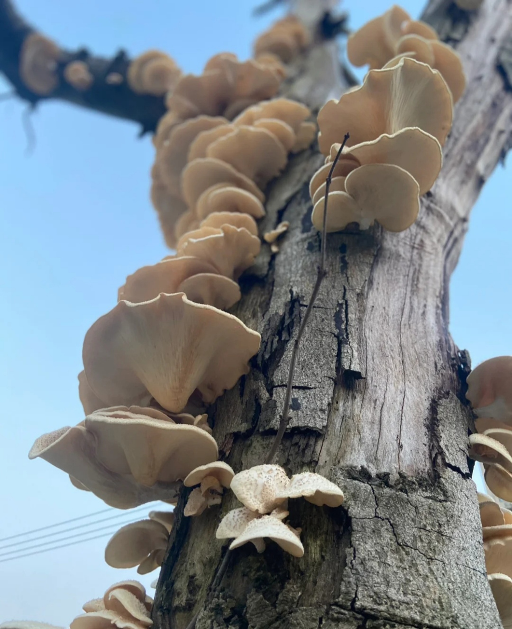 院子里的树干上长了很多白色蘑菇,是可以吃的吗?