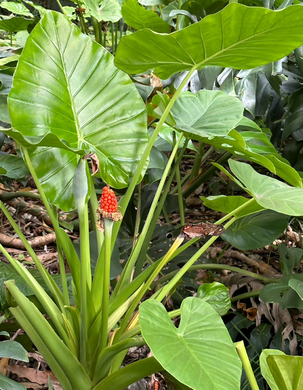 【热带作物～海芋】             海芋分布于中国南方大部地区,喜高温