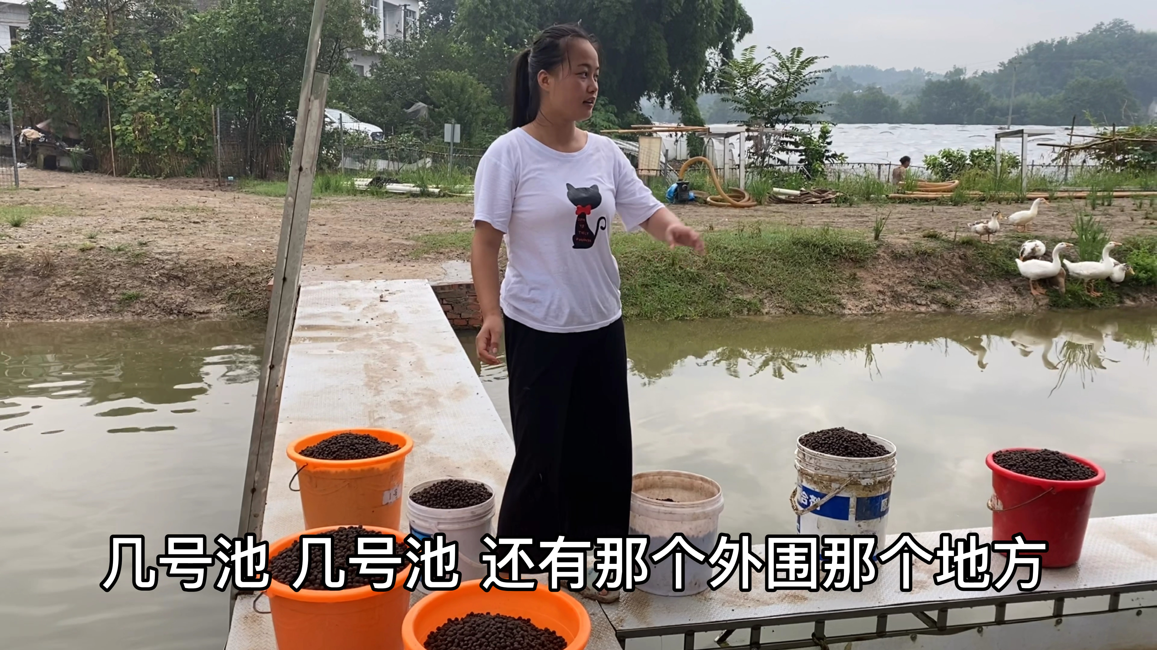 90零后女子回乡养殖鲈鱼 今天带大家看看鲈鱼是如何养殖的