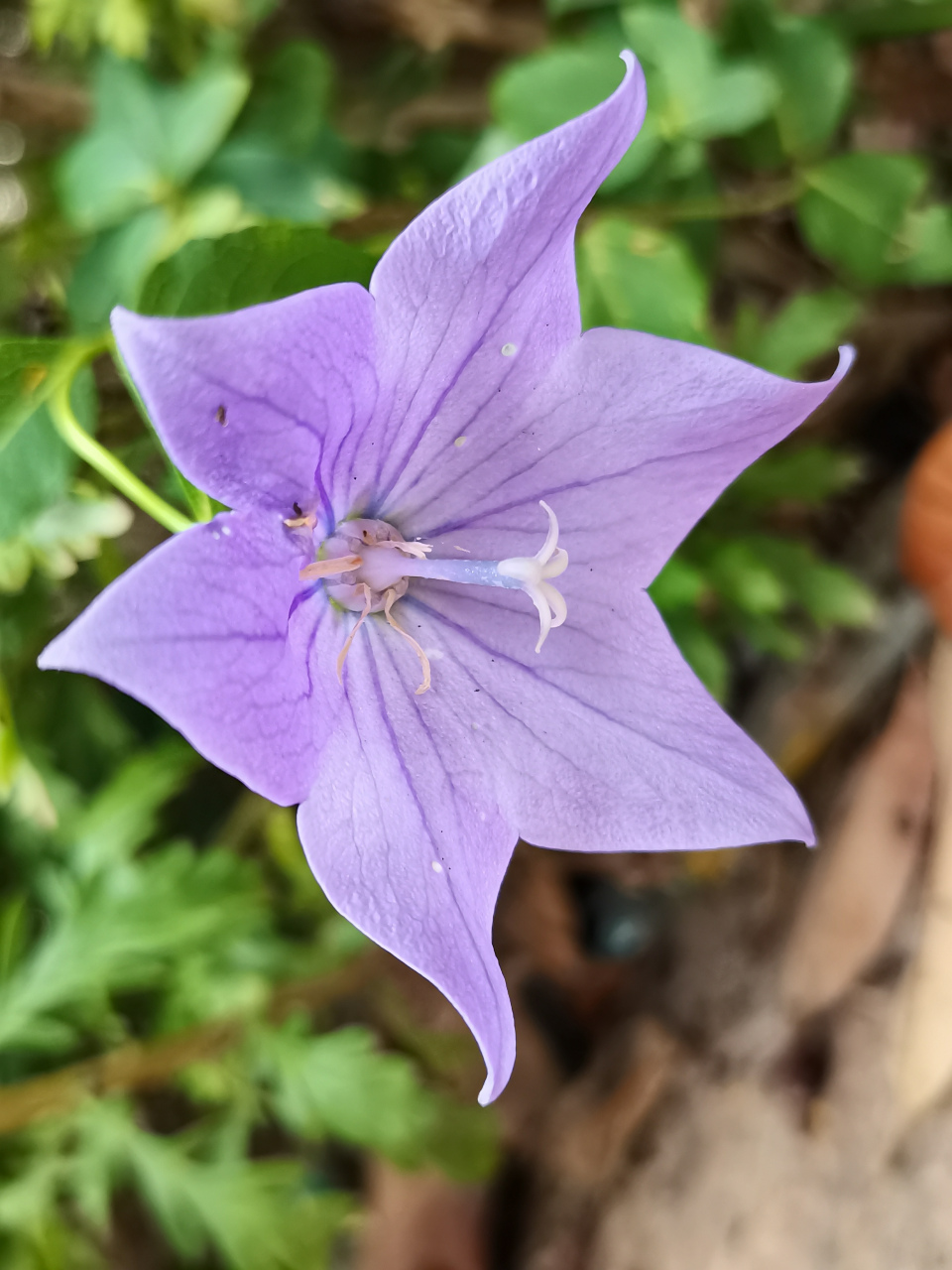 桔(jié)梗  92桔梗科桔梗属的多年生草本植物.