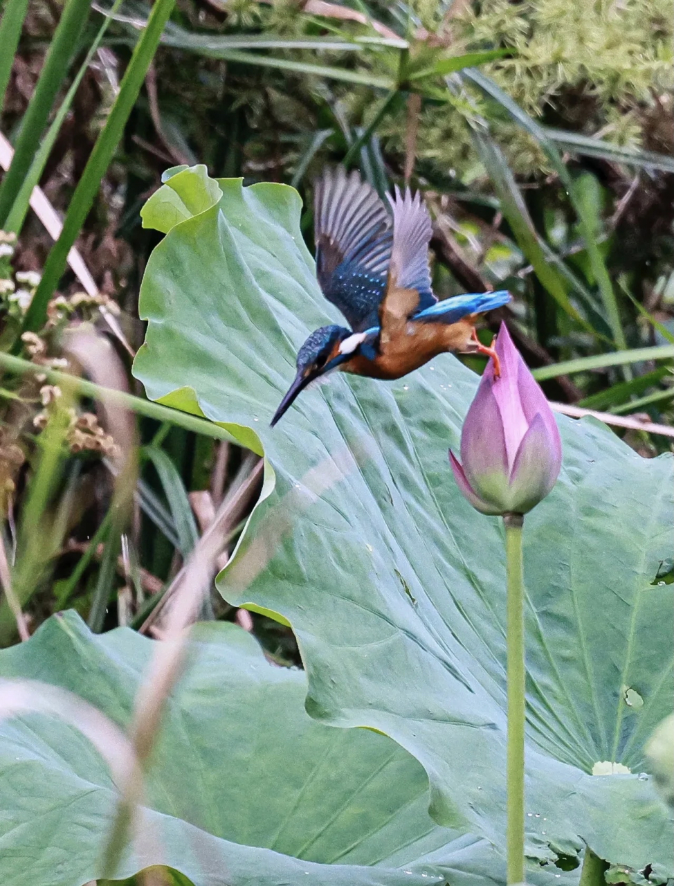一动一静的和谐!