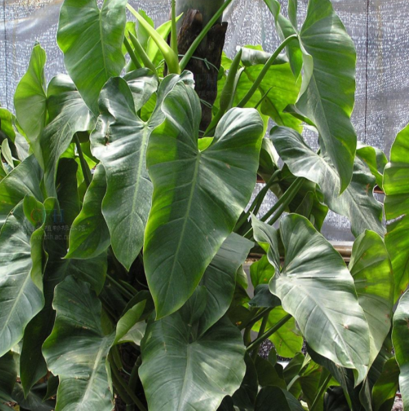 像芋头叶子的植物叫什么