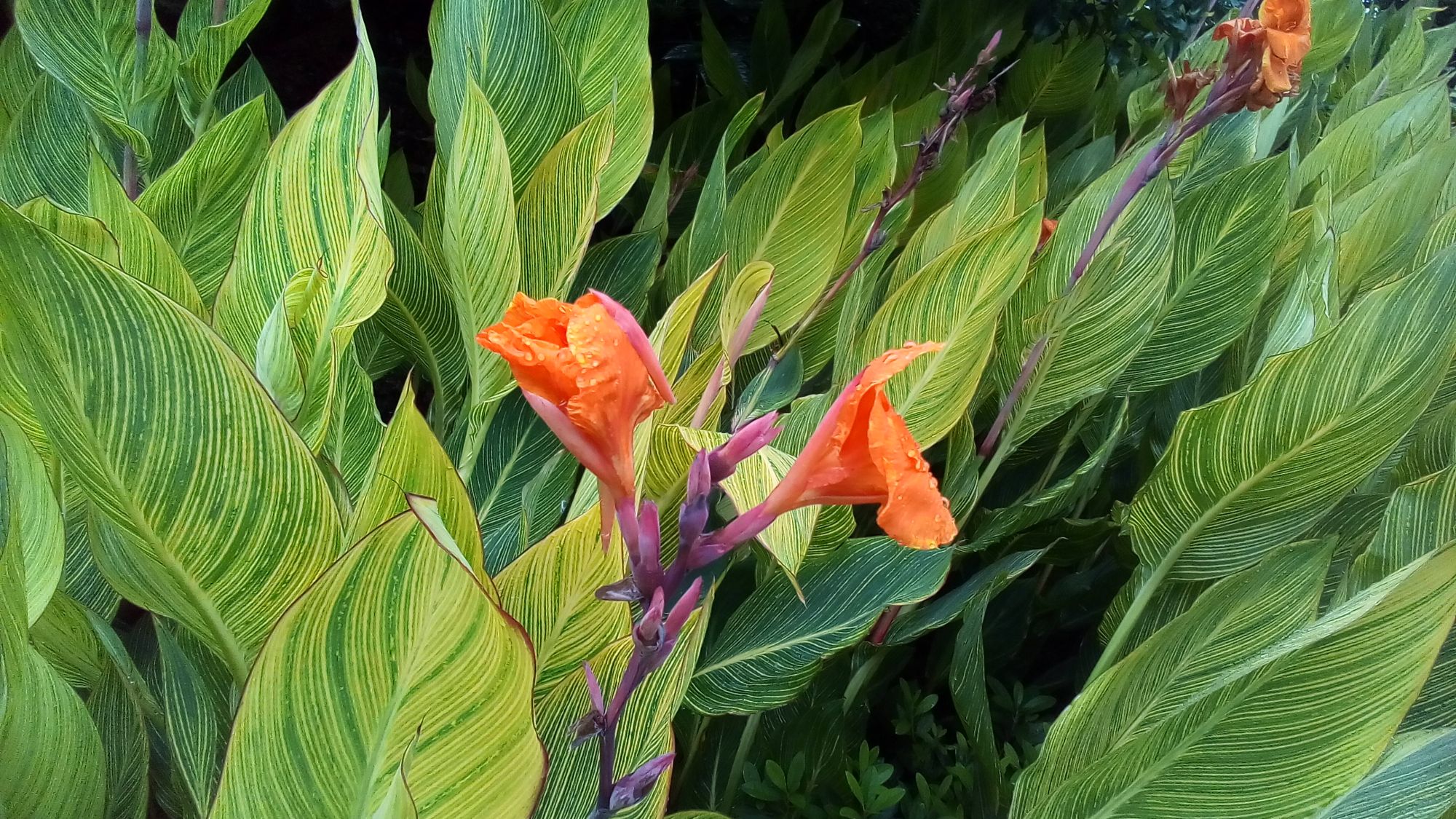 一组漂亮的金脉美人蕉图