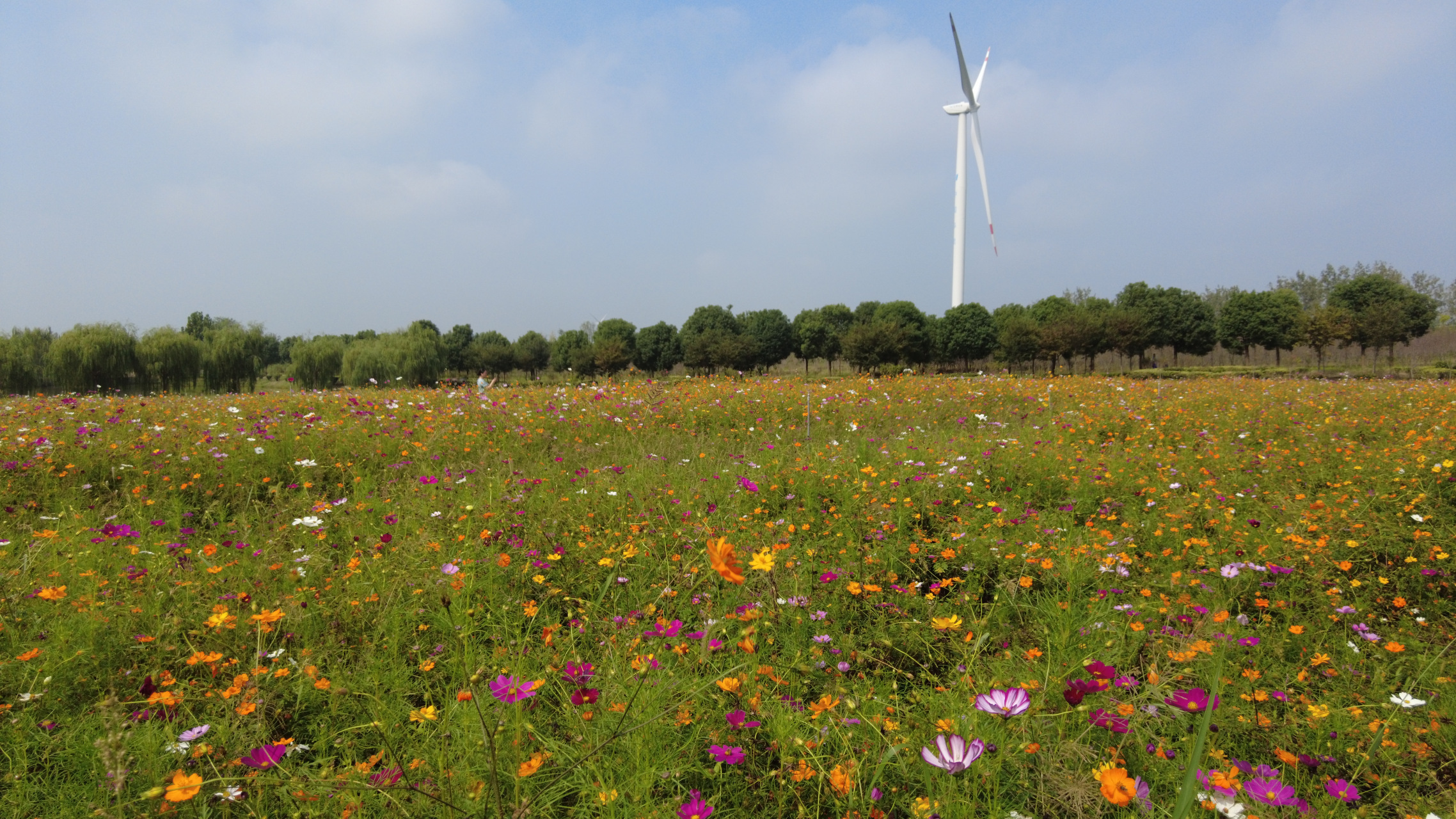 位于仪征市月塘镇的长兴农场内有一片非常漂亮而又浪漫的"粉黛花海".