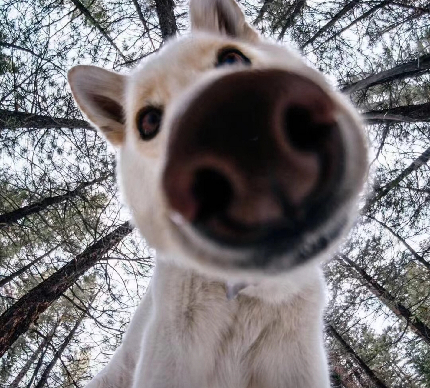 怼脸拍,让你怼脸拍#狗狗