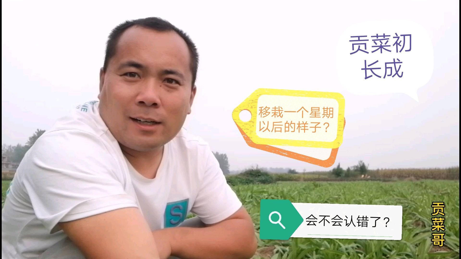 和火锅绝配的贡菜,还有半个多月就可以上市了,看看长势如何?