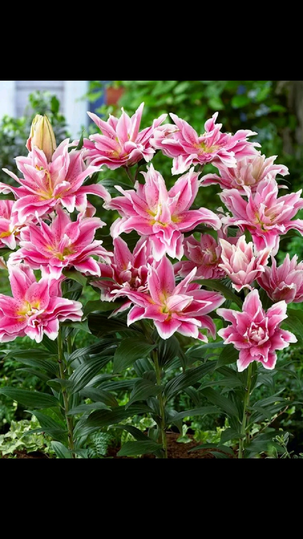 春天种香水百合两个月就能开花