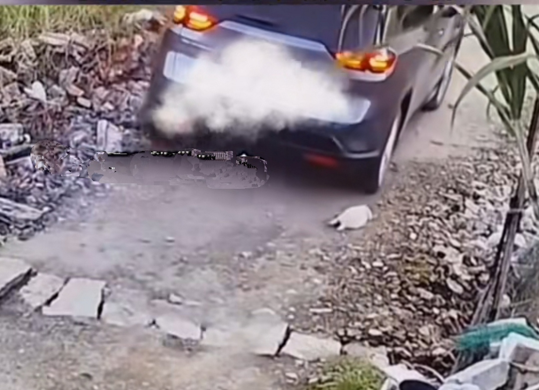 男子开车经过1条乡村道路,看见1只狗妈妈正在给小奶狗喂奶,男子稍一