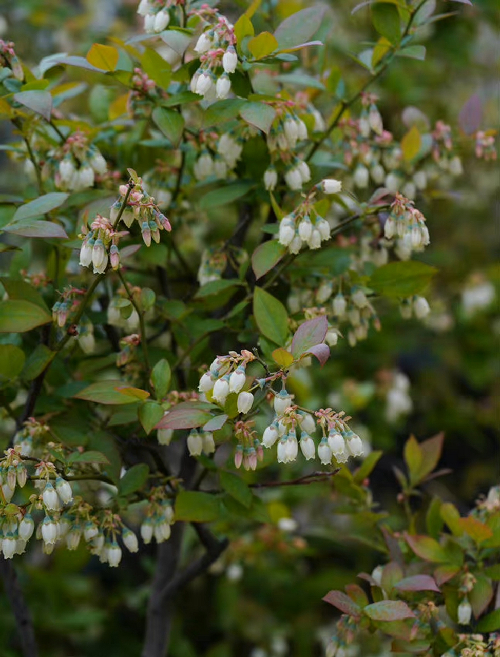 笃斯越橘 vaccinium uliginosum—杜鹃花科越橘属.