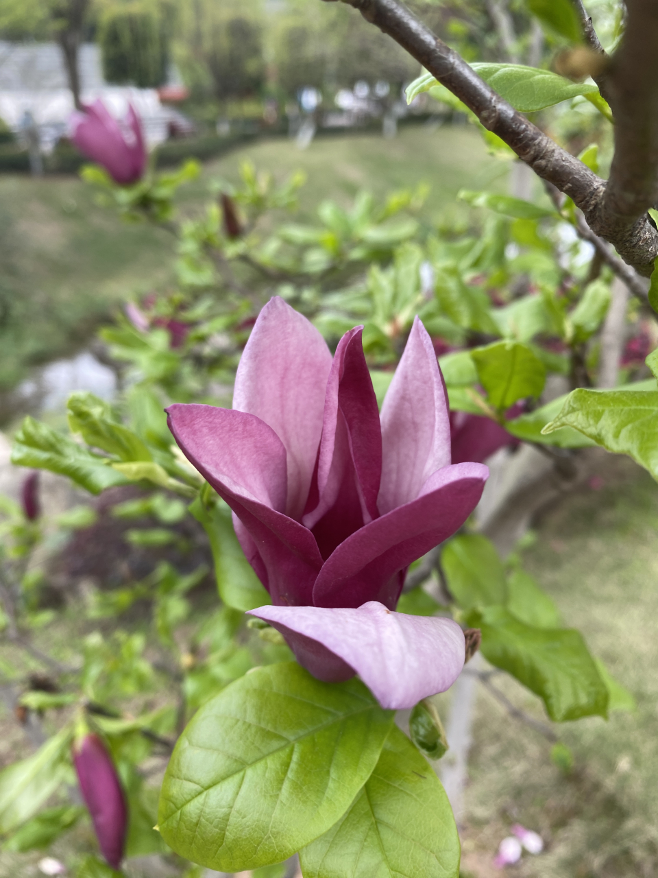 《玉兰》            明—睦石 霓裳片片晚妆新,束素亭亭玉殿春.