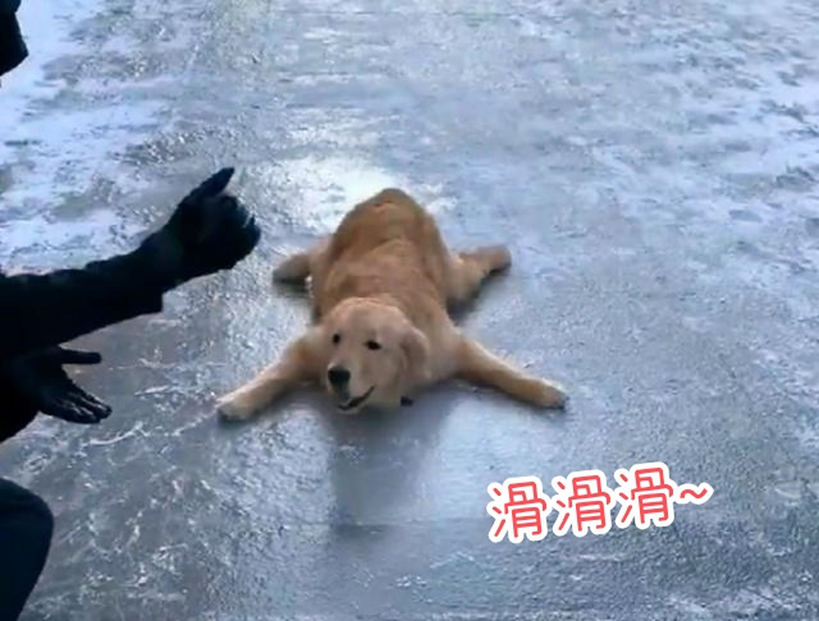 狗狗不小心滑倒,哎呀~太逗了.#趣图搞笑