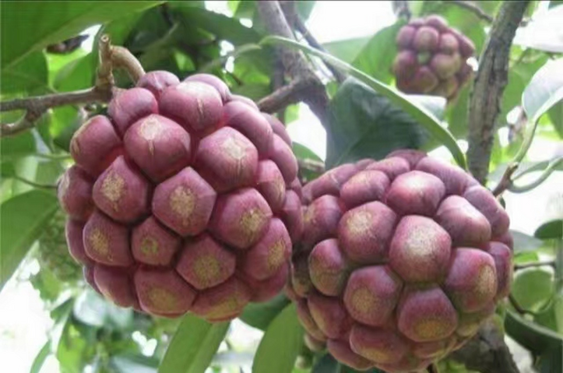 vlog记录生活# 这些野果子只有我们贵州有,山里到处都是,六月成熟了