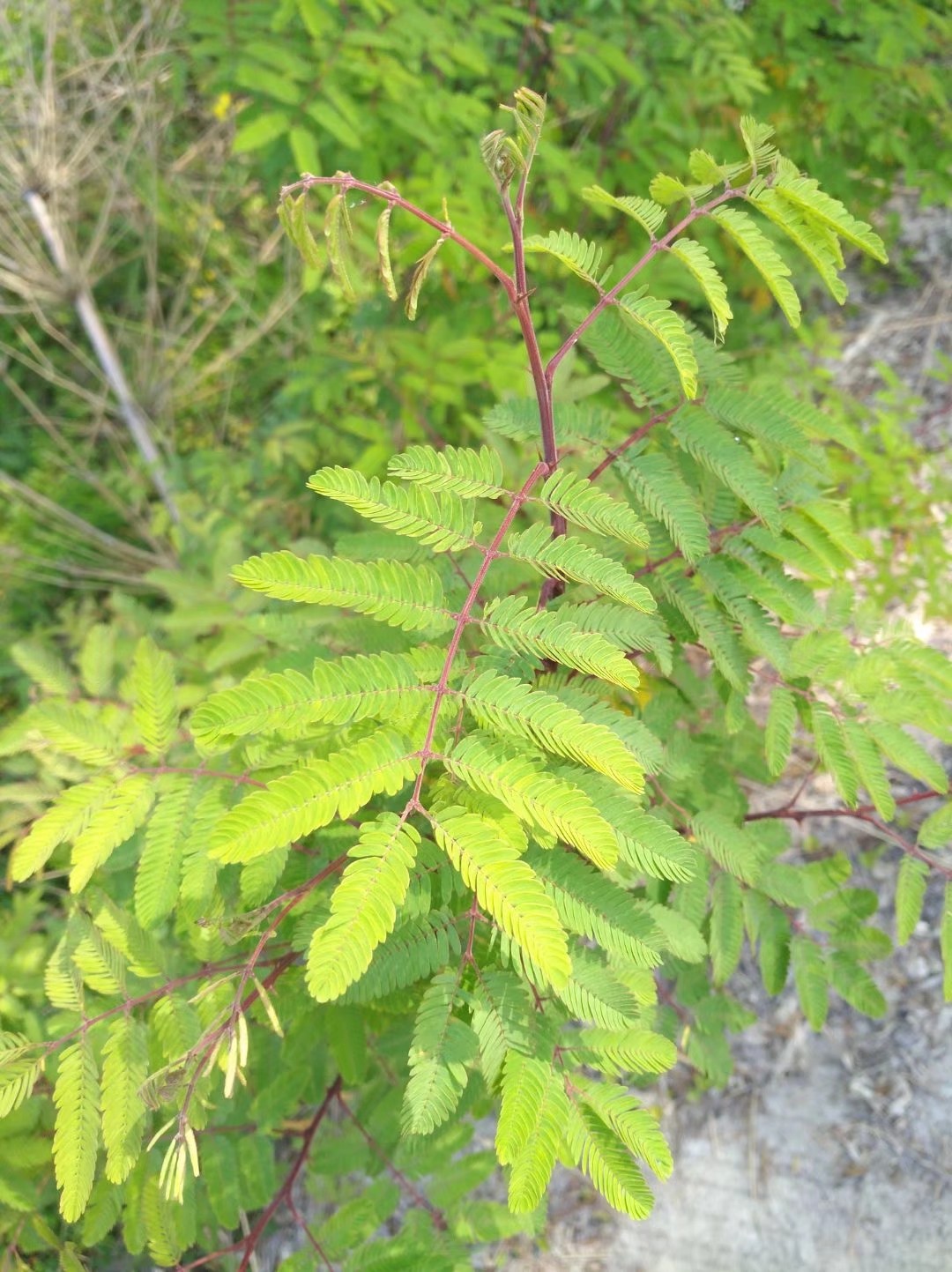 野生带刺树木