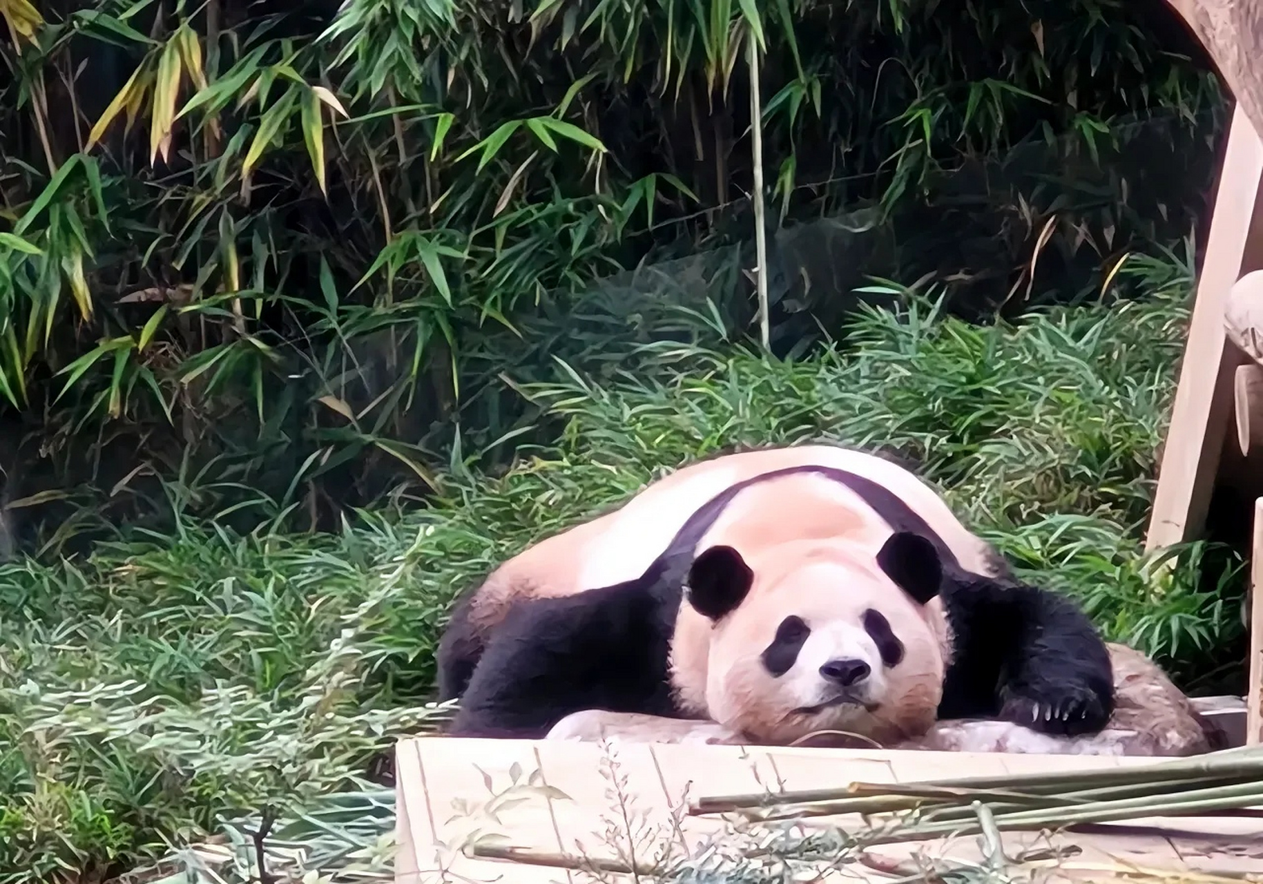 为什么福猪猪懒懒的熊猫趴和摆烂的大屁股都这么可爱?