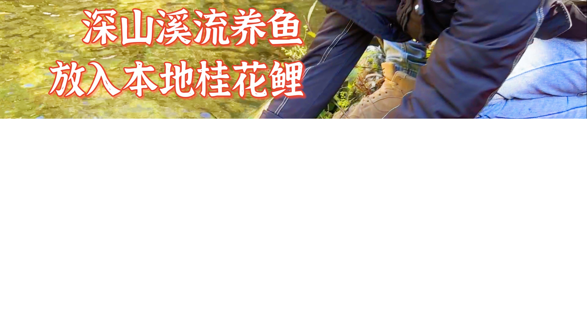 恢复深山小溪生态第23天,放入本地桂花鲤。网上买的鱼苗全军覆没