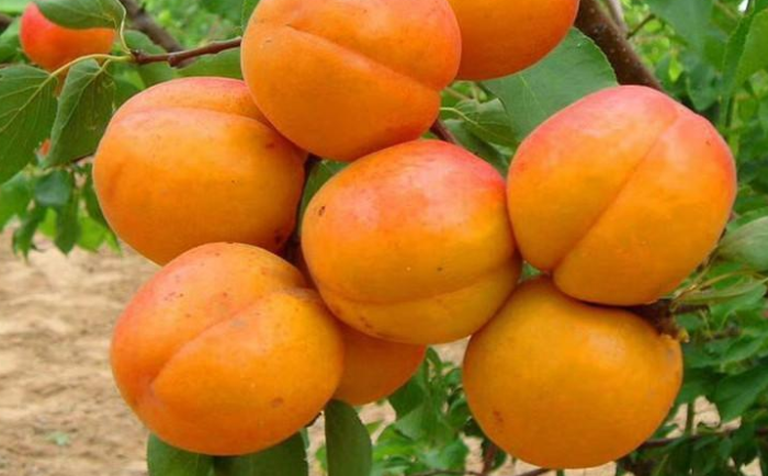 荷兰香蜜杏品种介绍