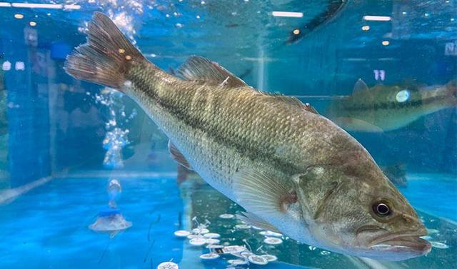 淡水鲈鱼养殖指南:打造健康成长的鱼塘