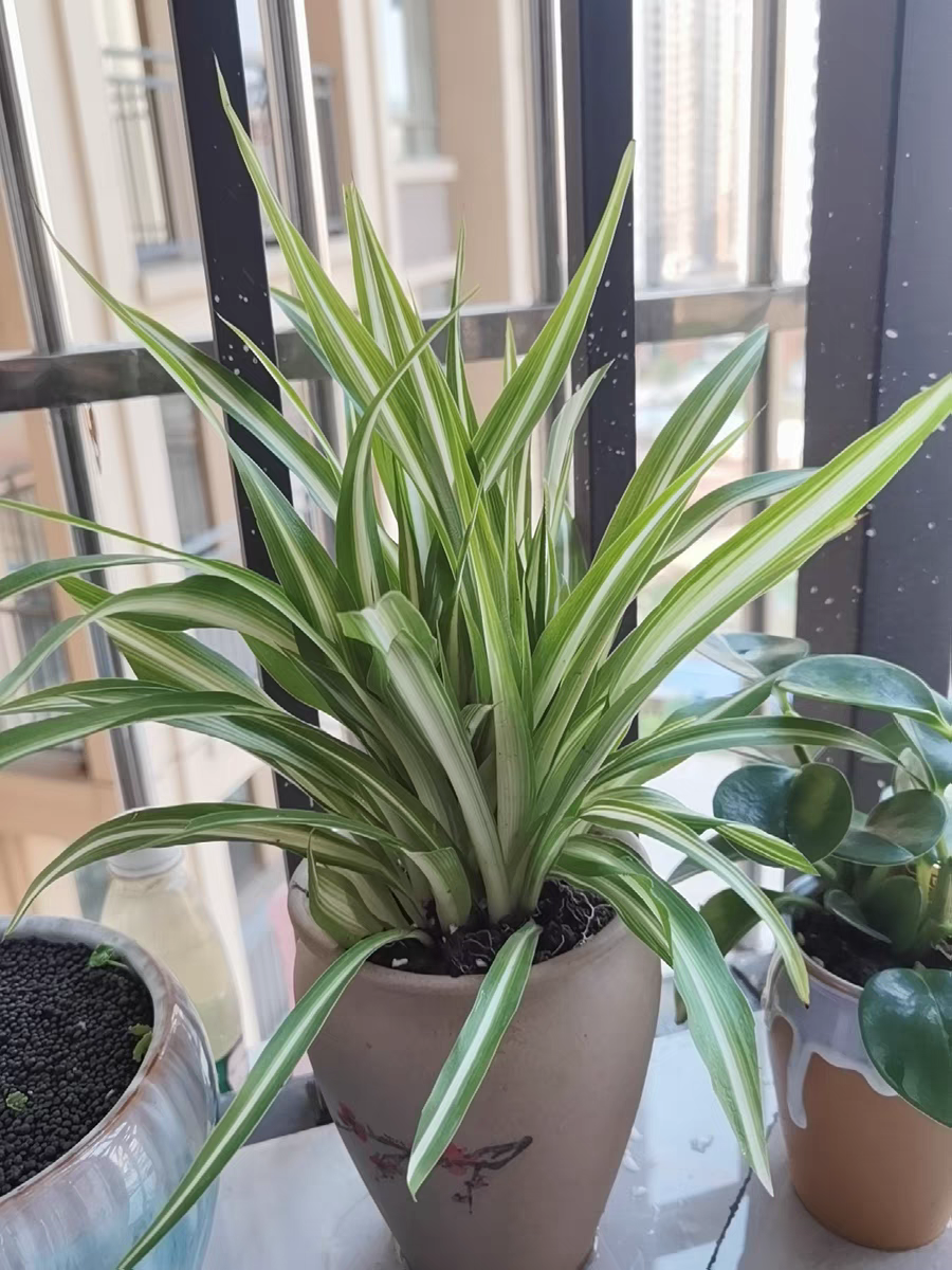 1忌放一株 在家中养吊兰需要注意的是,最好不要只养一株吊兰在风水学