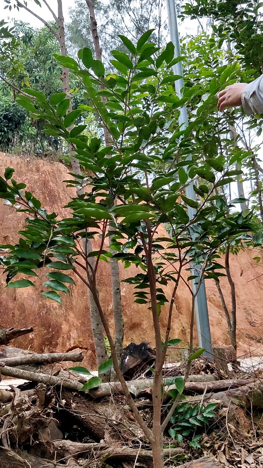 今天挖一棵嫁接虎班紫奇奇楠树卖了,卖了1000米!