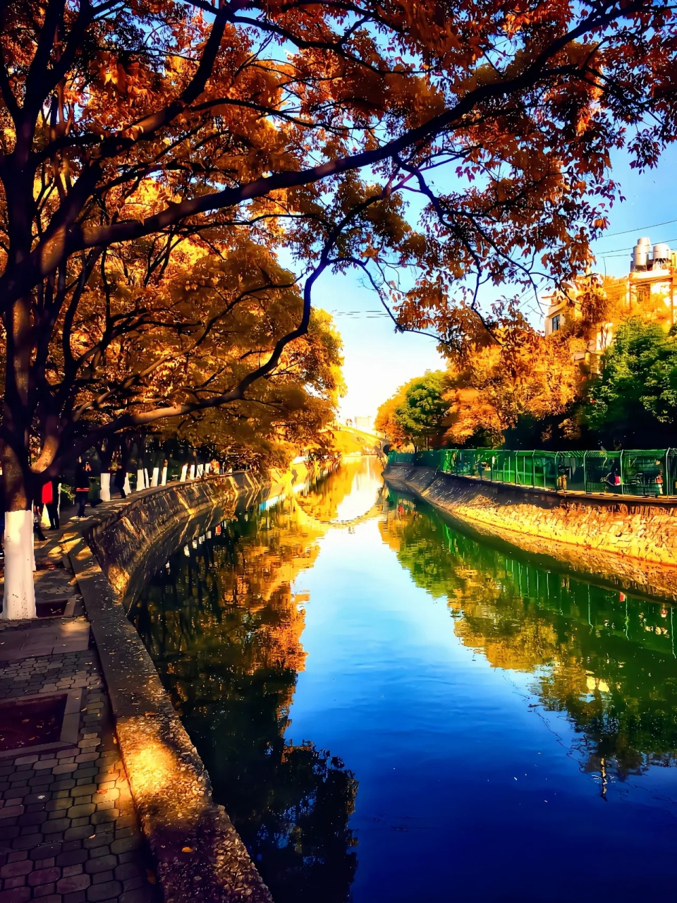 94#昆明大观河滇朴黄了#93 一片金黄洒落在昆明大观河的两岸,那是