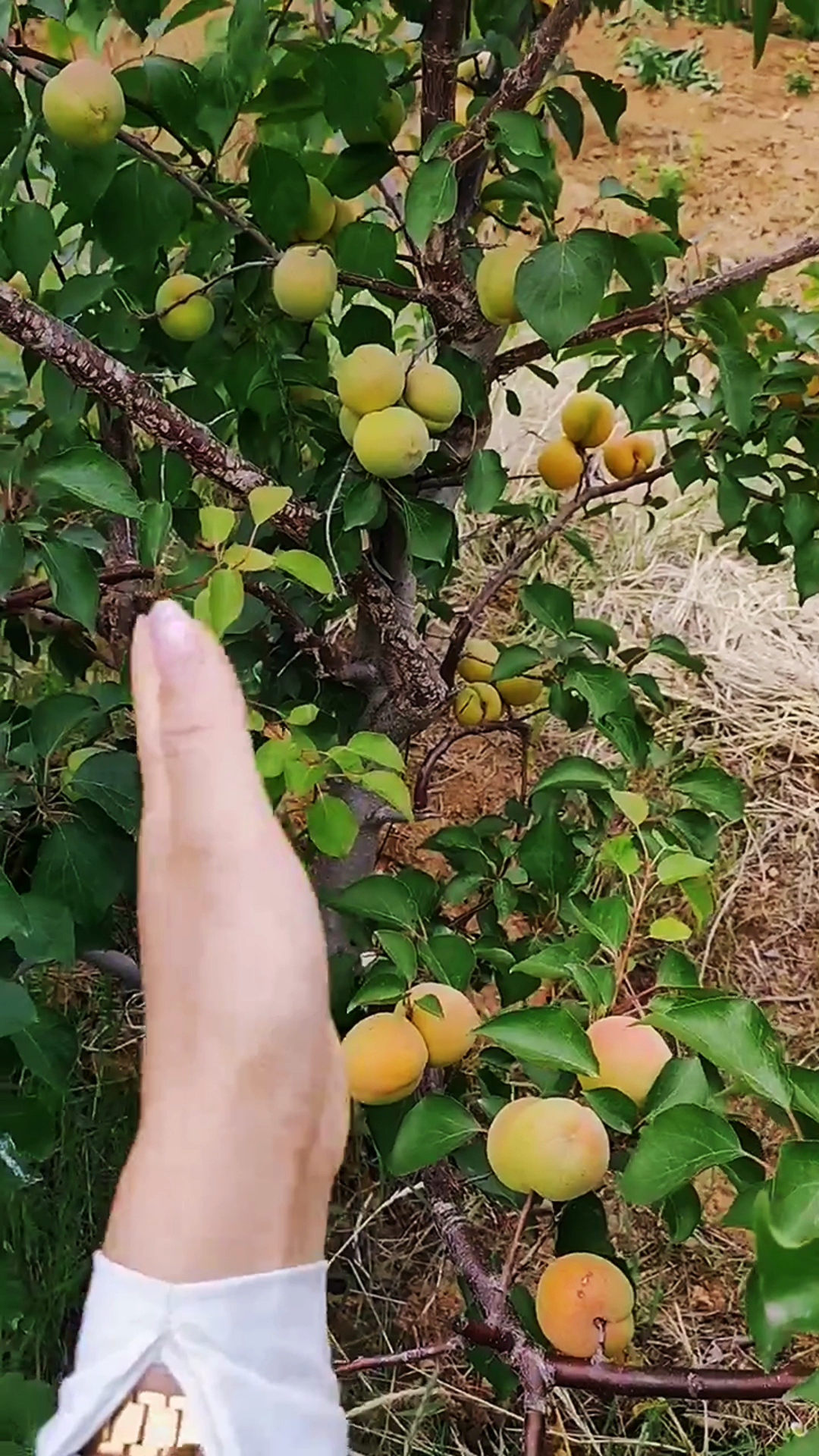 桃树可以嫁接杏树,桃树嫁接杏树有什么不好?
