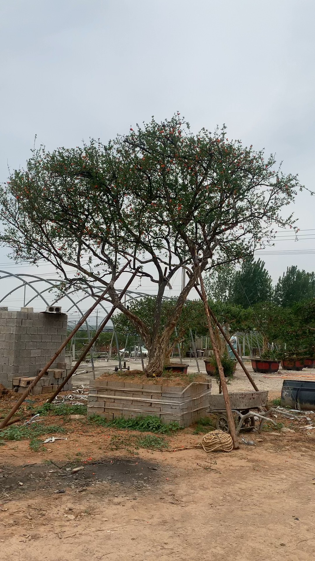 超大冠幅石榴景观树,树型冠幅粗度特别大气!