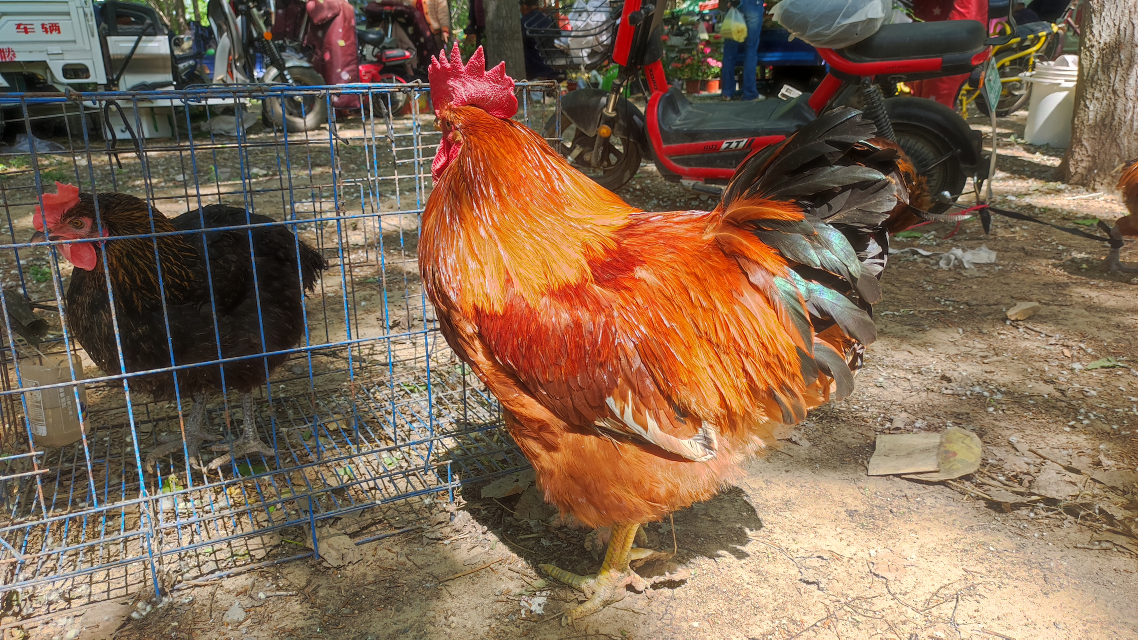 【雄鸡】八斤半重的芦花鸡