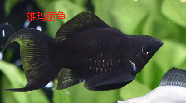 黑色鱼种类及图片图片