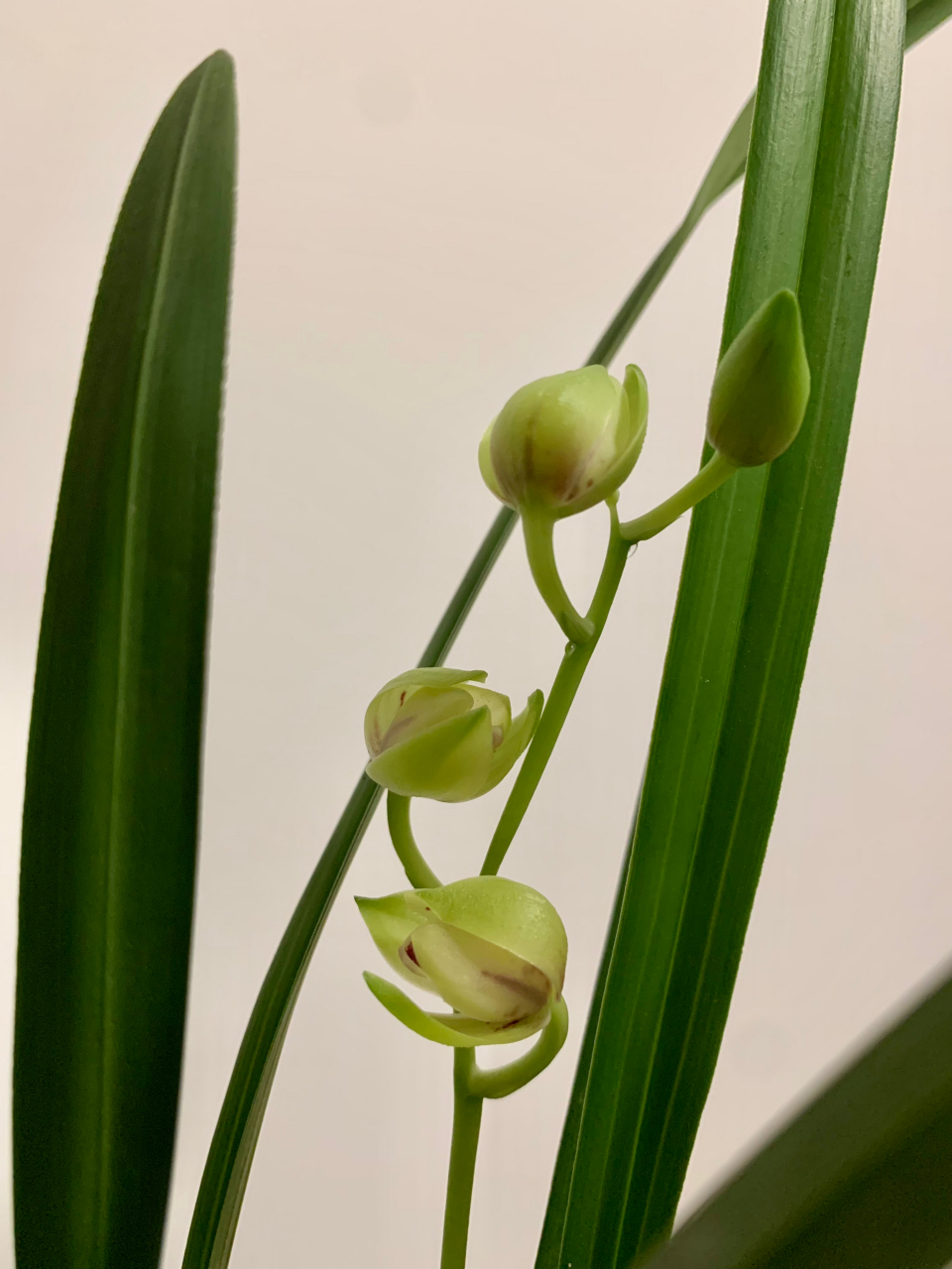 建兰浏阳荷,开到凋谢,也是含苞待放的样子.真是,至死是少年.