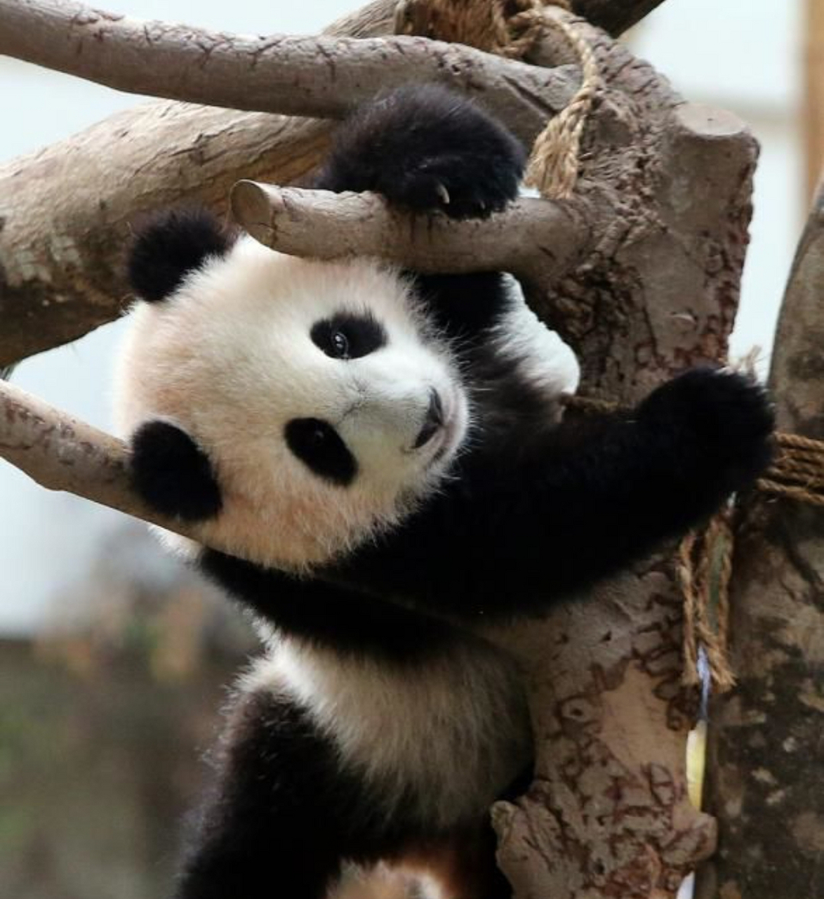 优雅又高贵的暖暖公主#  大熊猫暖暖是优雅和高贵的代名词,  没人能