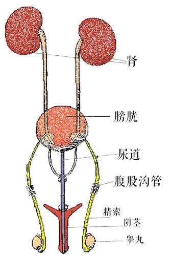 猫咪膀胱解剖图图片