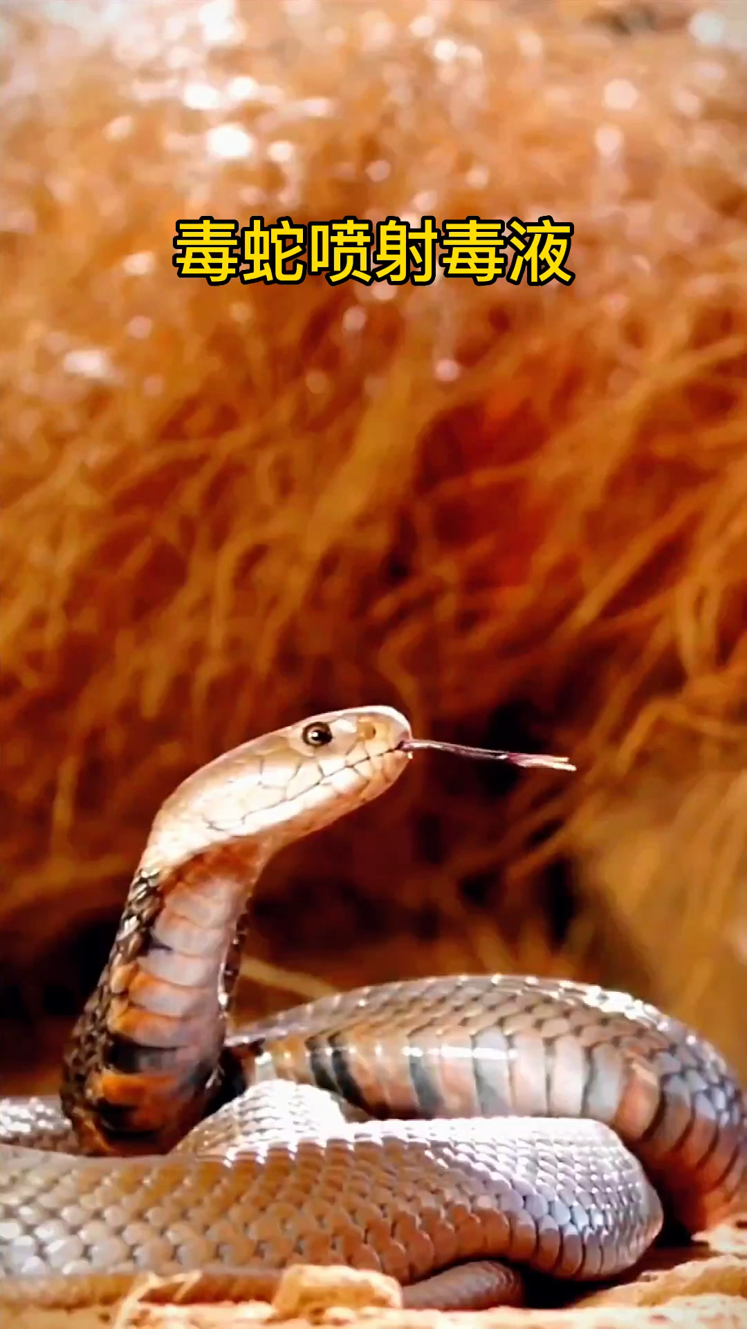 最强毒蛇喷射毒液精彩瞬间