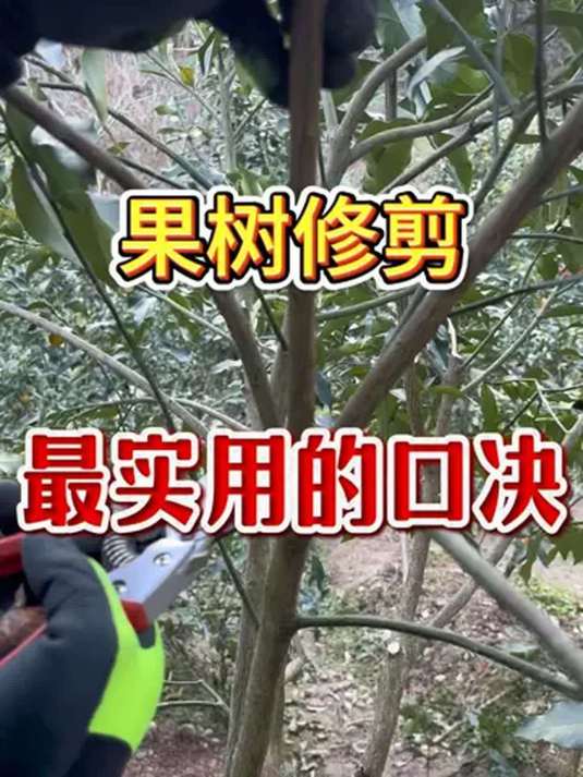 盆栽苹果树剪枝图解图片