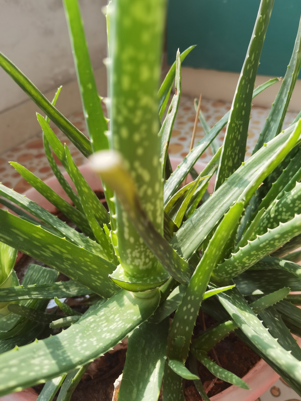 纯天然美容养颜神器芦荟. 图一原生态芦荟植物.