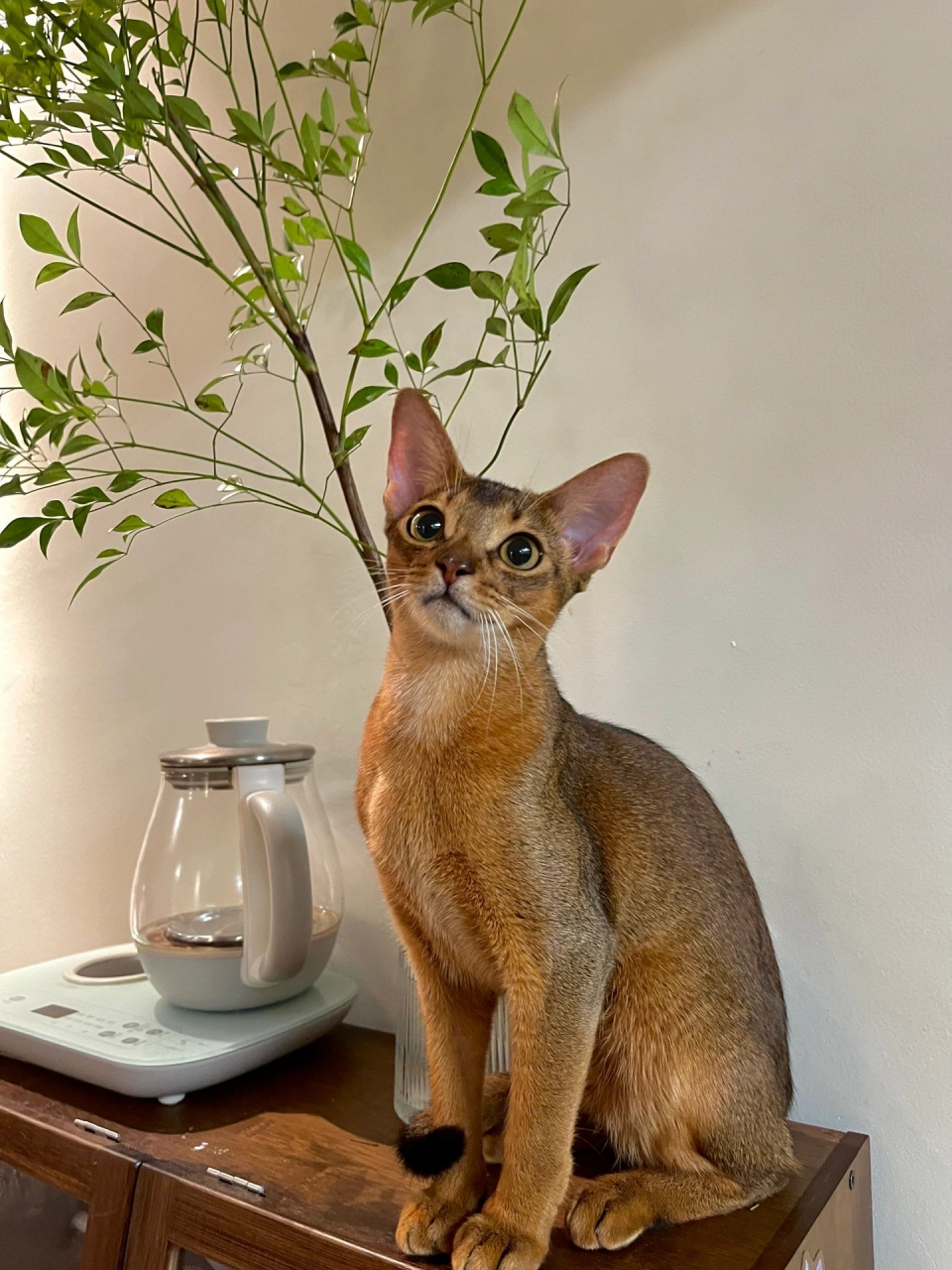 阿比尼西亚猫,又名兔猫,埃塞俄比亚猫,是最古老的猫咪品种之一.