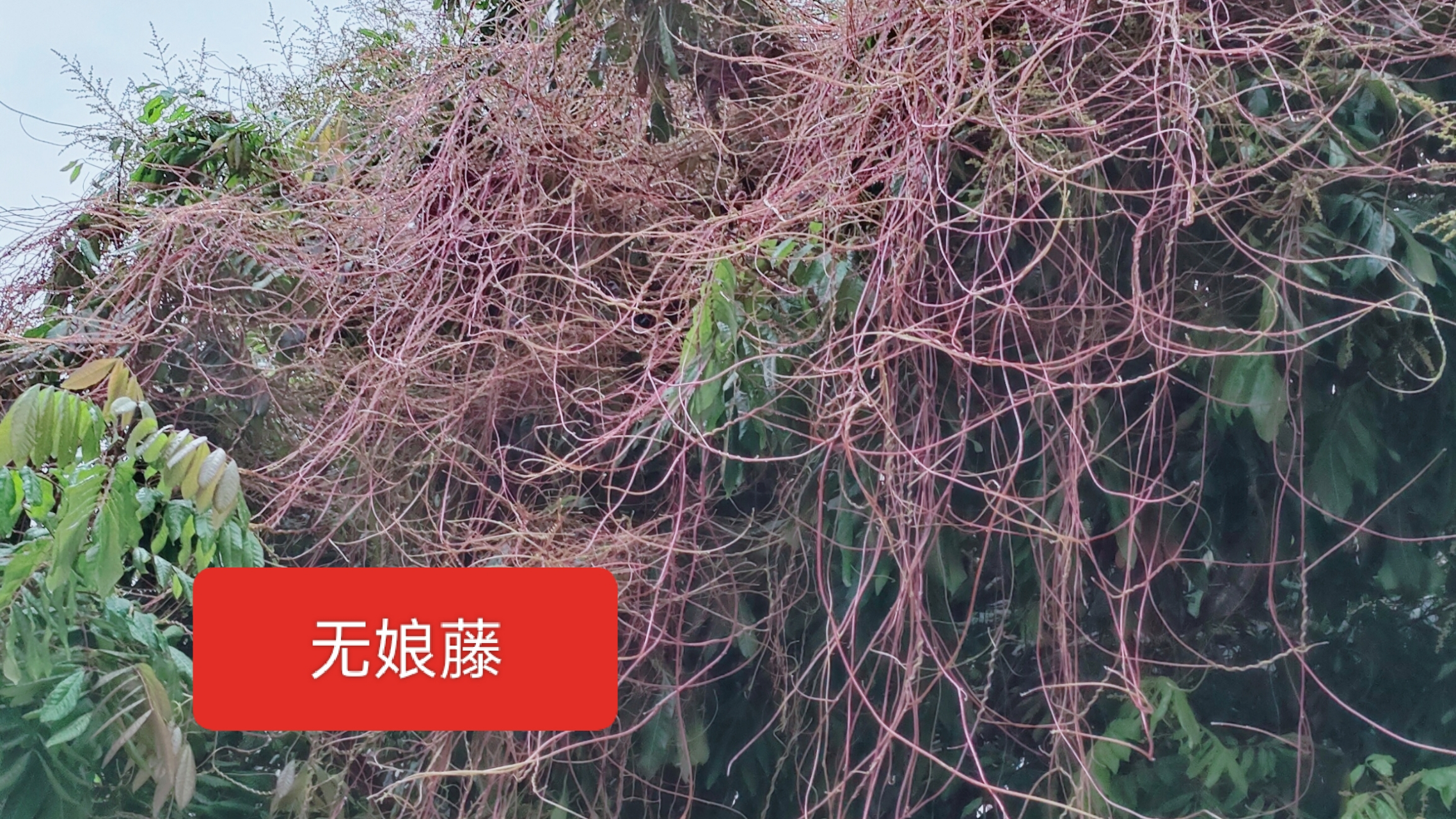 但无娘藤是做刮痧油的原料之一.也可晒干泡茶喝,温性.